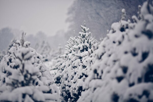 Winter mit Schnee bedeckte Fichten