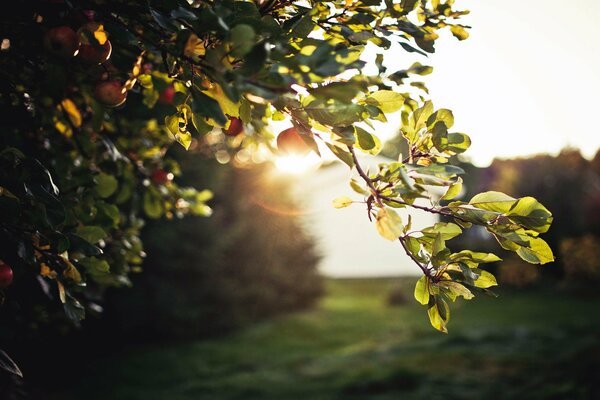 Foliage, glare, apples on a tree