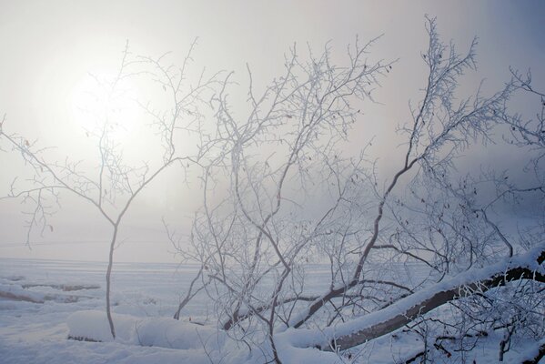 Rami di un albero avvolti in brina