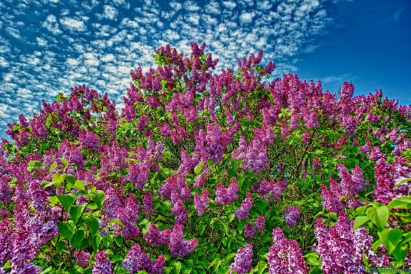 Buisson de lilas de couleur incroyable sur fond de ciel bleu