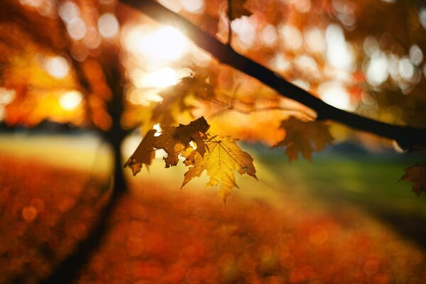 Lonely autumn maple leaf