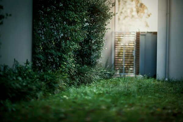 Patio. Verdi e cespugli di luglio