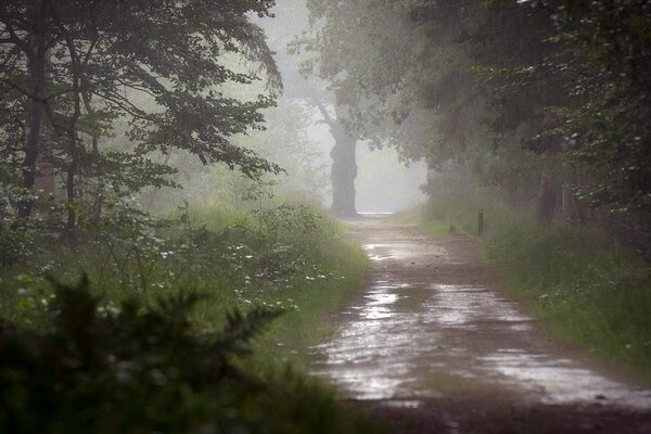 Der Regen. Nasser Weg in den Wald