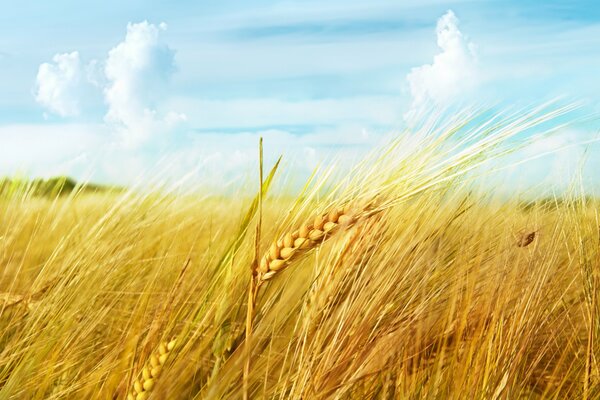 Campo di grano sotto il cielo nuvoloso