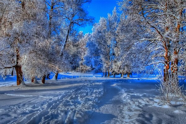 Cielo azul sobre el sendero en el bosque