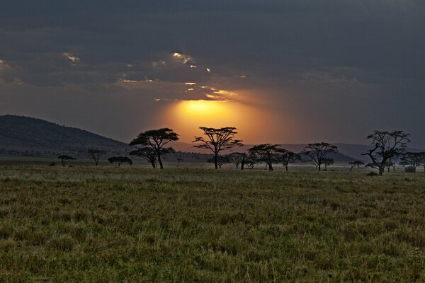 African savanna on the background of sunset