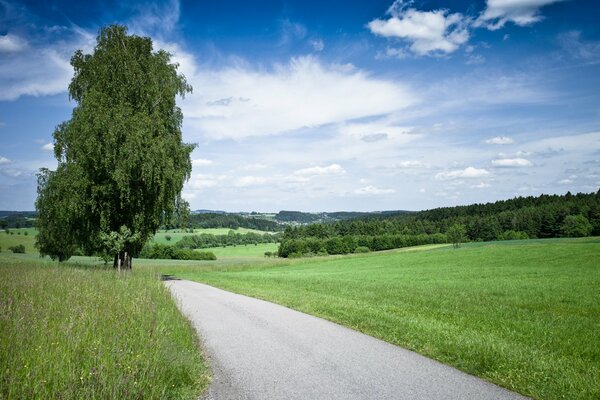 Landschaft Straße und ein großer Baum daneben