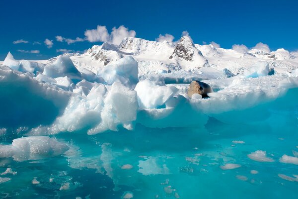 A seal is lying on ice floes in the ocean