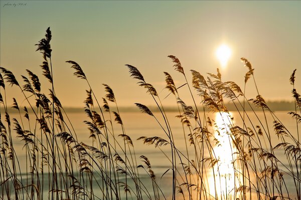 Morgendämmerung am See mit einem Rascheln von Schilf