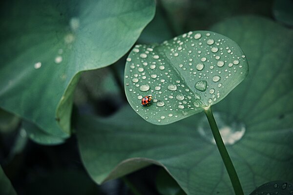 Coccinelle sur une feuille avec de la rosée