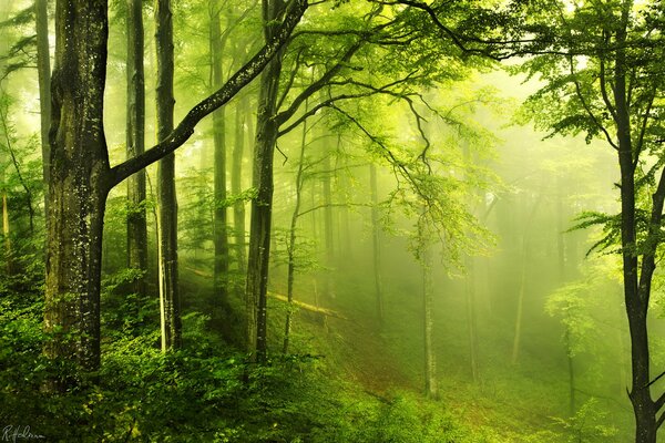 A haze in a green mysterious forest