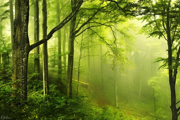 Foschia nella foresta misteriosa verde