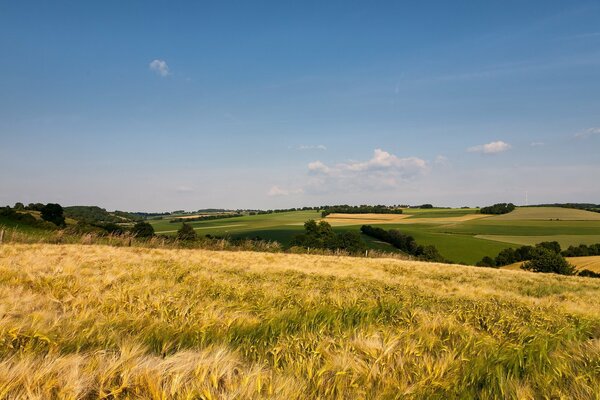 Paisaje natural de verano. Campo con espigas