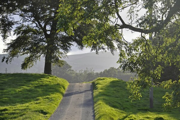 Der Weg führt vorbei an Feldern und Bäumen in den Wald