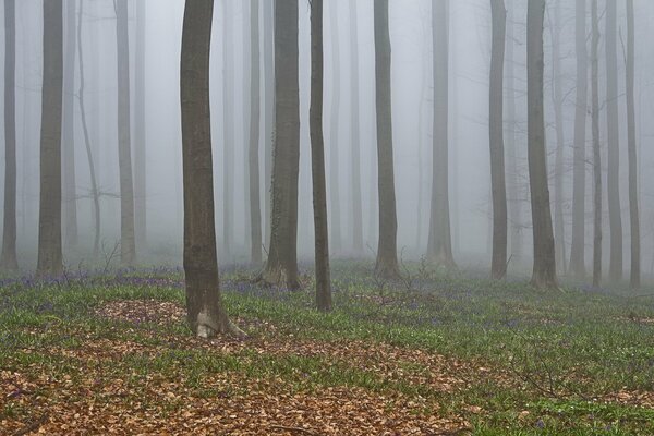 Misterioso bosque de otoño envuelto en niebla