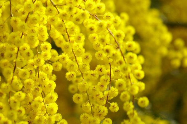 Magnifique macro d acacia jaune en fleurs