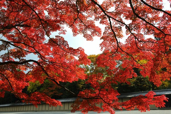 Roter japanischer Ahorn im Park