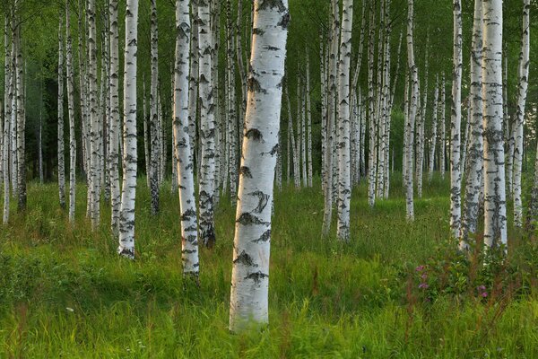 Birch Grove symbole de la Russie