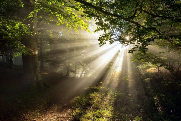 Naturalny las latem z pięknymi drzewami