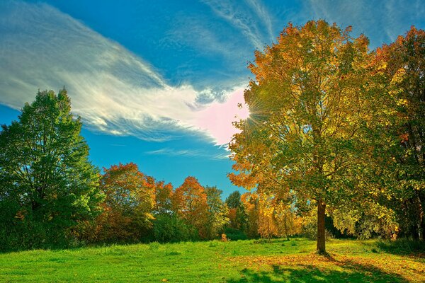 Radura della foresta alla luce del sole del giorno