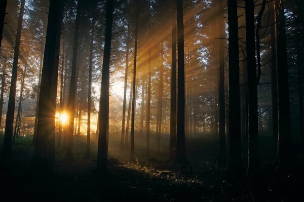 The rays of the sun shine through the trees in the forest