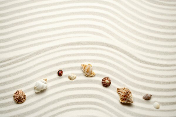 Coquillages blancs sur le sable blanc