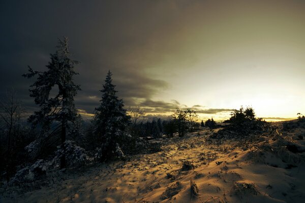 Winter evening in the fir forest