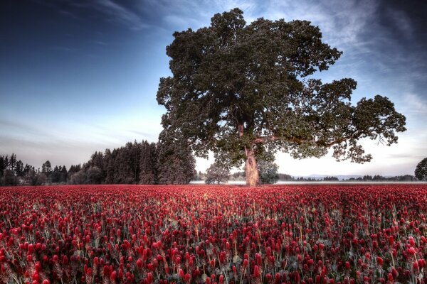 Feld von roten Tulpen mit großem Baum