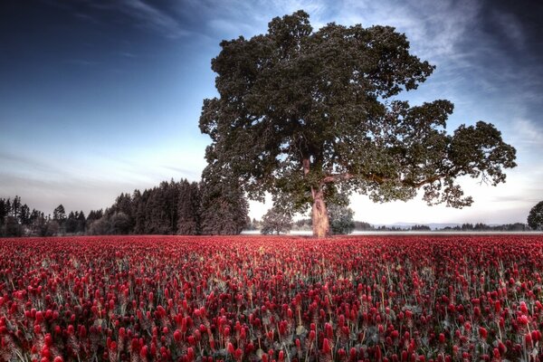 Pole czerwonych tulipanów z dużym drzewem