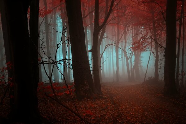 Orange leaves on the ground, mist-shrouded tree trees