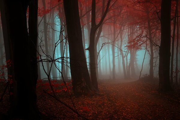 Pomarańczowe liście na ziemi spowite mgłą drzewa
