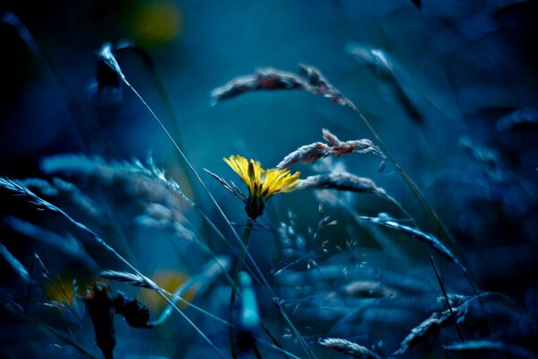 Macro photo of a yellow flower on a moonlit night