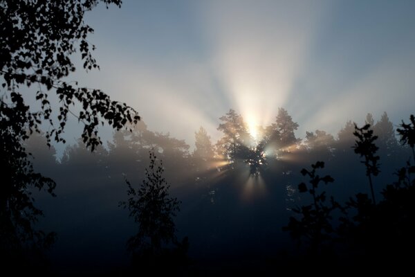 The sun s rays breaking through the trees