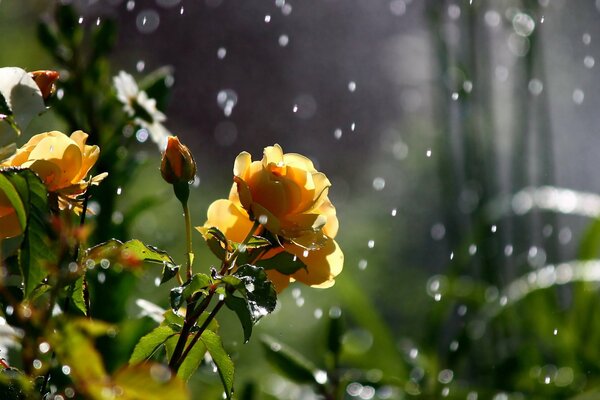 Roses jaunes sous la pluie de champignons