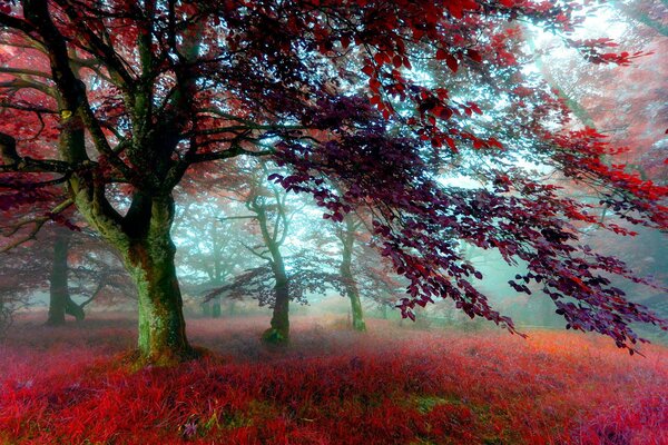 Gras und Bäume im Herbst im Nebel