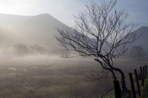 Morgennebel. Baum am Zaun