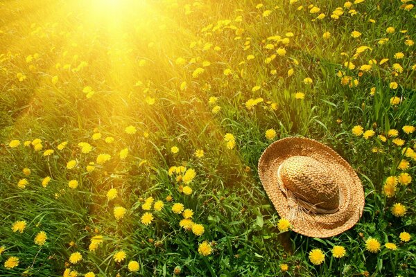 A meadow of dandelions and a straw hat