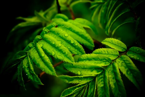 Foglie verde brillante con gocce di rugiada