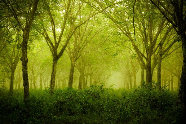 Bosque verde en la mañana del verano