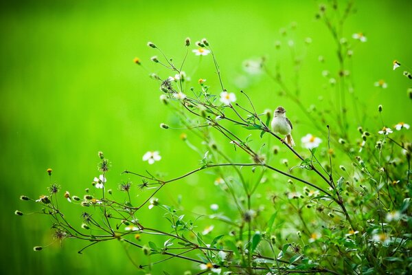 Ein Vogel auf einem Ast. Schöne Sommerblumen