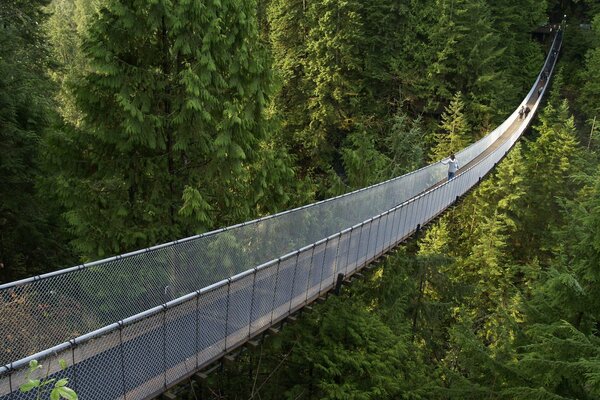 Hängebrücke im Nadelwald