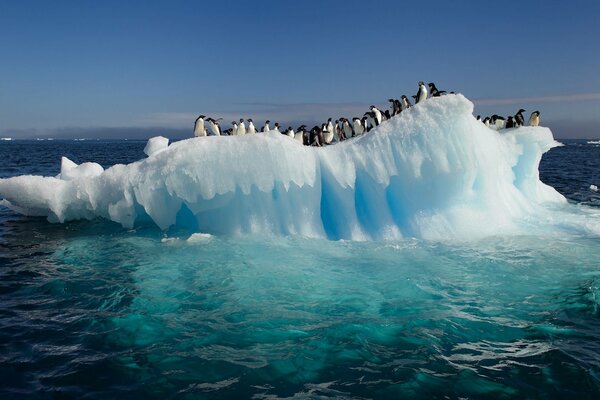 Pingüinos antárticos en un bloque de hielo