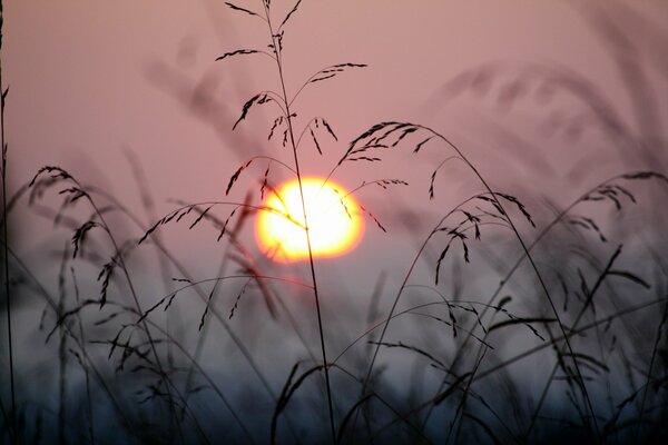 Grass on the background of the setting sun