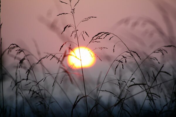Trawa na tle zachodzącego słońca