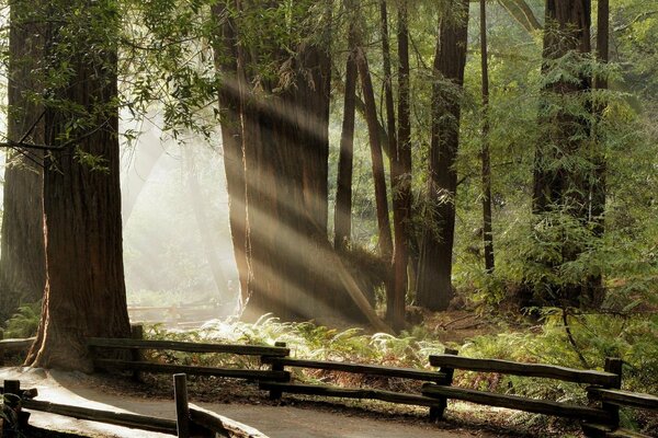 Raggi di sole attraverso gli alberi