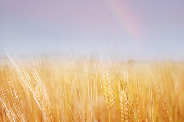 Goldener Weizen wird auf dem Feld gewirbelt