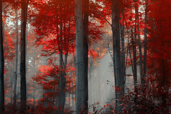 Vivido paesaggio della foresta autunnale