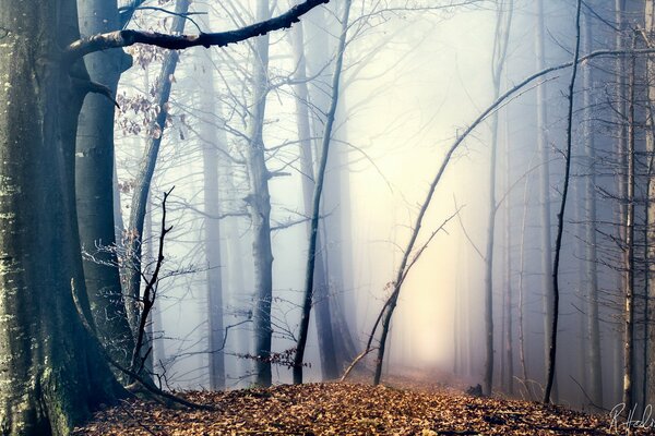 Herbstwald im dichten Nebel