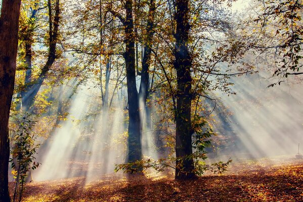 Promienie przez brązowy jesienny las