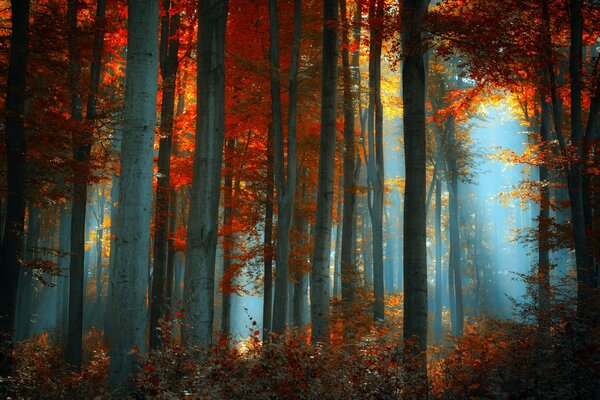 Dichter Herbstwald mit Sonneneinstrahlung